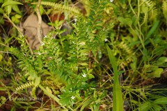 Cuphea hyssopifolia
